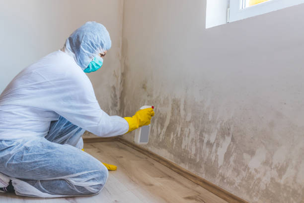 Best Professional Mold Removal  in Martinsville, NJ