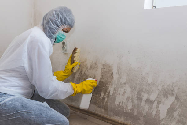 Attic Mold Removal in Martinsville, NJ