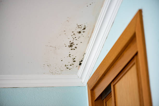 Trusted Martinsville, NJ Mold Removal Experts