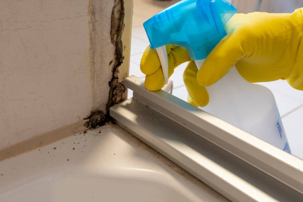 Attic Mold Removal in Martinsville, NJ