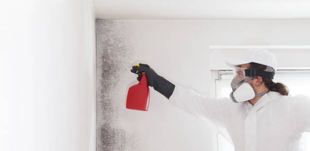 Best Toxic Mold Removal  in Martinsville, NJ