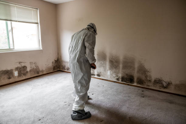Best Black Mold Removal  in Martinsville, NJ