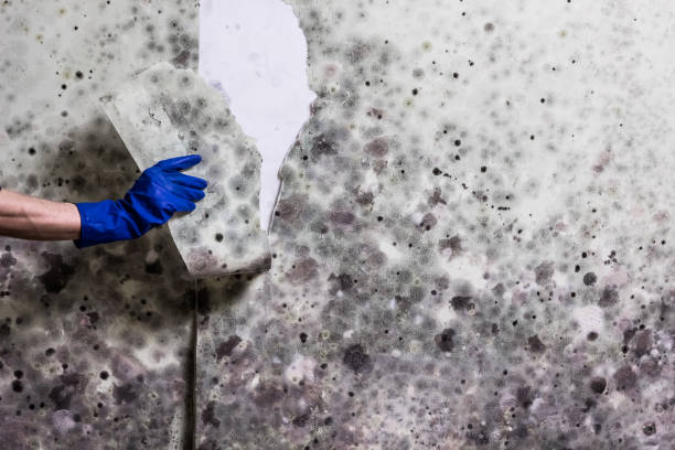 Martinsville, NJ Mold Removal Company